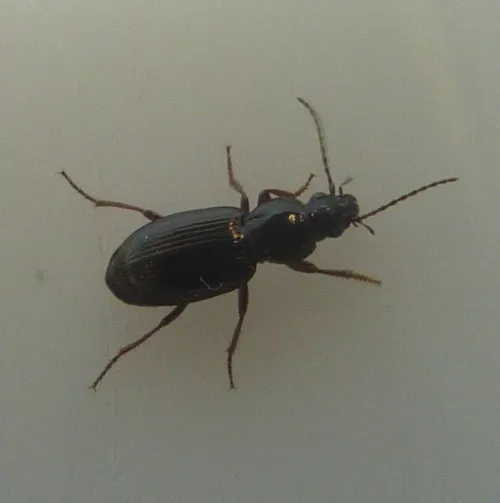 Pterostichus strenuus - photo 8