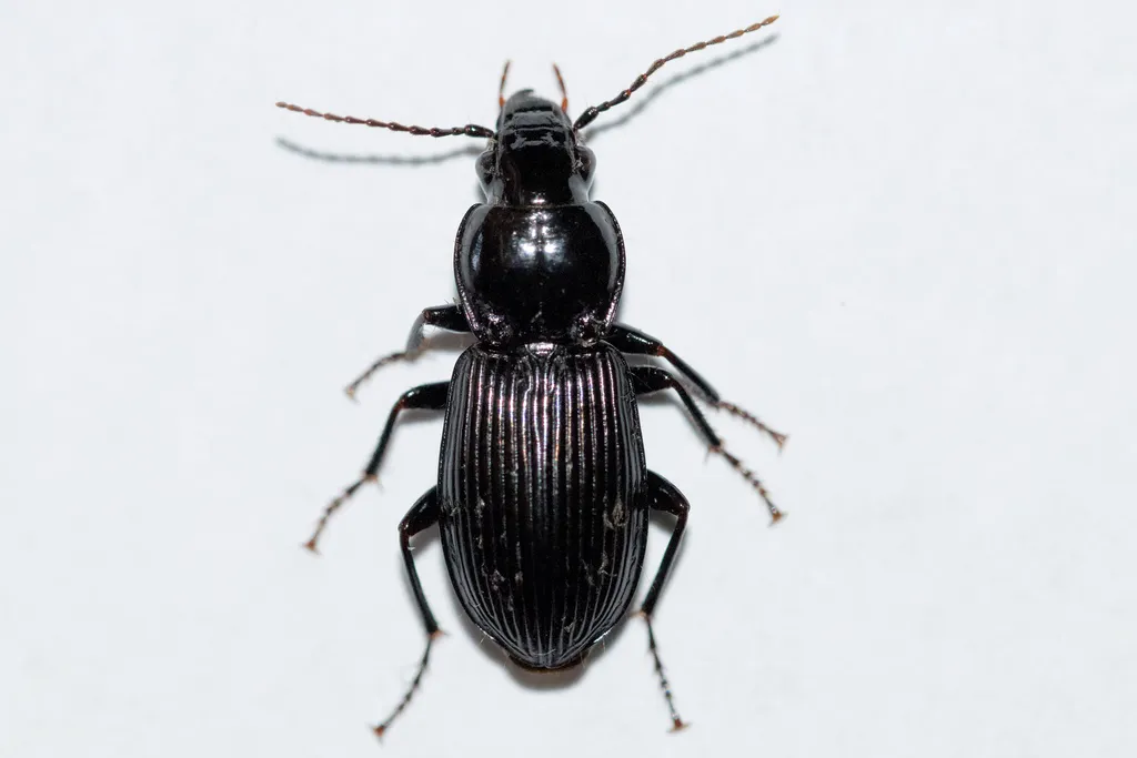 Pterostichus stygicus - photo 2