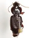 Pterostichus subacutus - Pterostichus subacutus