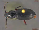 Pterostichus sublaevis