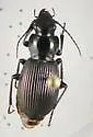 Pterostichus superciliosus - Pterostichus superciliosus