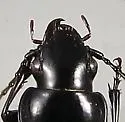 Pterostichus superciliosus - photo 2