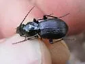 Pterostichus superciliosus - photo 3