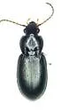 Pterostichus surgens - Pterostichus surgens