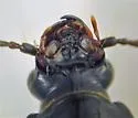 Pterostichus tenuis - photo 2