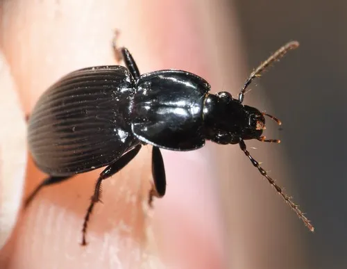Pterostichus trinarius - photo 2