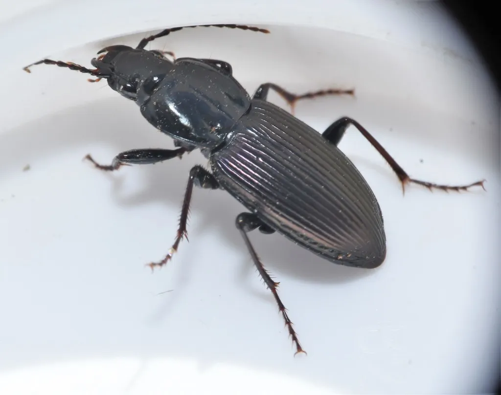 Pterostichus trinarius - photo 3