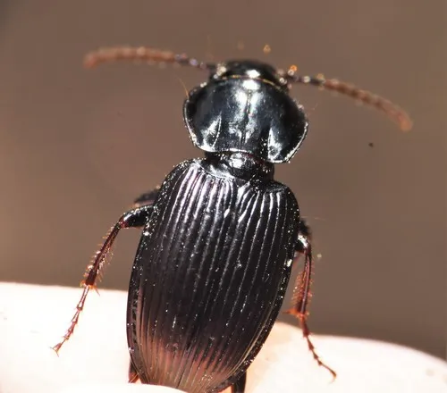 Pterostichus trinarius - photo 4