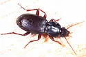 Pterostichus tristis - Pterostichus tristis