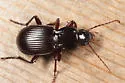 Pterostichus tristis - photo 2