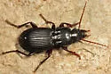 Pterostichus tristis - photo 3