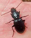 Pterostichus tristis - photo 4