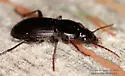 Pterostichus tristis - photo 5