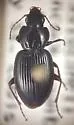 Pterostichus tumescens - Pterostichus tumescens