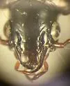 Pterostichus tumescens - photo 2