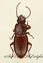 Pterostichus ventralis - Pterostichus ventralis