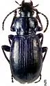 Pterostichus ventricosus - Pterostichus ventricosus