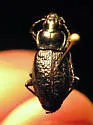 Pterostichus vermiculosus