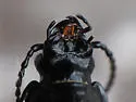 Pterostichus vermiculosus - photo 3