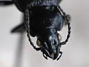 Pterostichus vermiculosus - photo 4