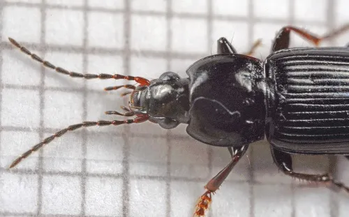 Pterostichus vernalis - photo 2