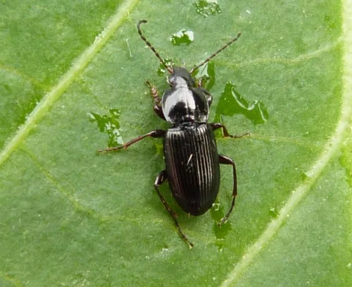 Pterostichus vernalis - photo 3