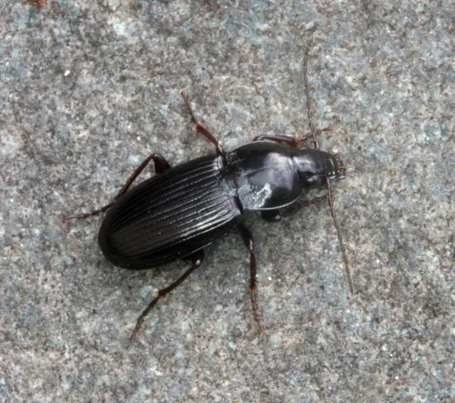 Pterostichus vernalis - photo 4