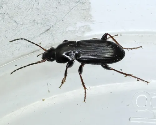Pterostichus vernalis - photo 6