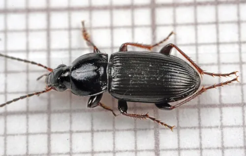 Pterostichus vernalis - photo 7