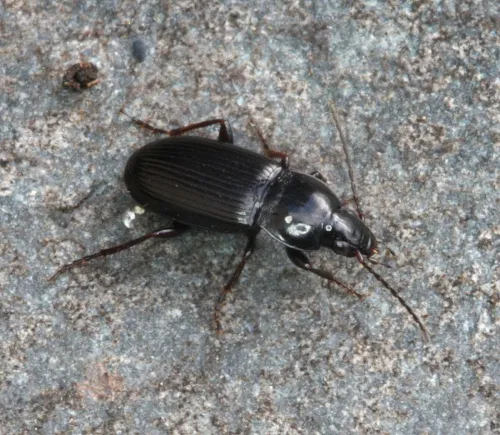 Pterostichus vernalis - photo 8