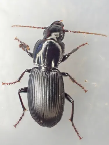 Pterostichus vicinus