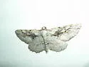 Pterotaea albescens - Hodges#6566