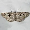 Pterotaea cariosa - Hodges#6568