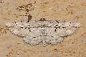 Pterotaea cariosa - Hodges#6568 - photo 2