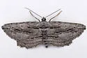 Pterotaea lamiaria - Hodges#6553