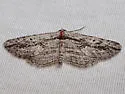 Pterotaea miscella - Hodges#6558 - photo 4