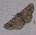 Pterotaea newcombi - Hodges#6569