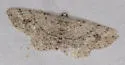 Pterotaea newcombi - Hodges#6569 - photo 2