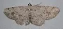 Pterotaea newcombi - Hodges#6569 - photo 3