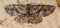 Pterotaea newcombi - Hodges#6569 - photo 4