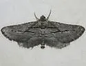 Pterotaea plagia - Hodges#6552