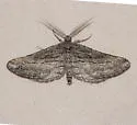 Pterotaea sperryae - Hodges#6550