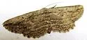 Pterotaea succurva - Hodges#6555