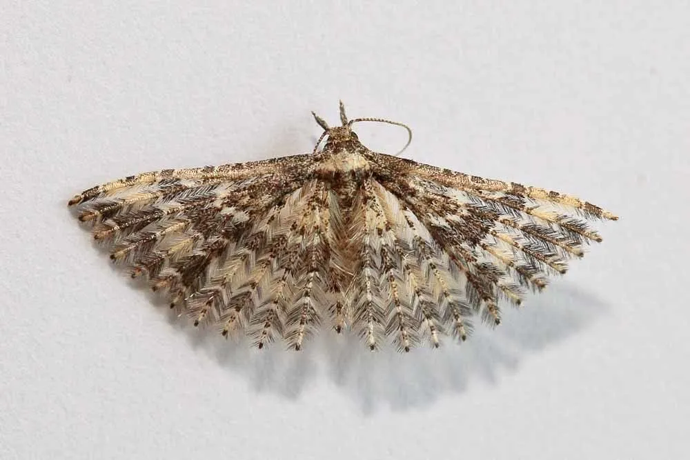 Pterotopteryx dodecadactyla - photo 3
