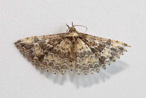 Pterotopteryx dodecadactyla - photo 4