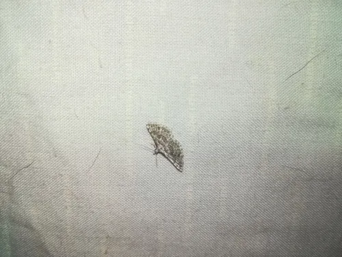 Pterotopteryx dodecadactyla - photo 5