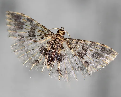 Pterotopteryx spilodesma