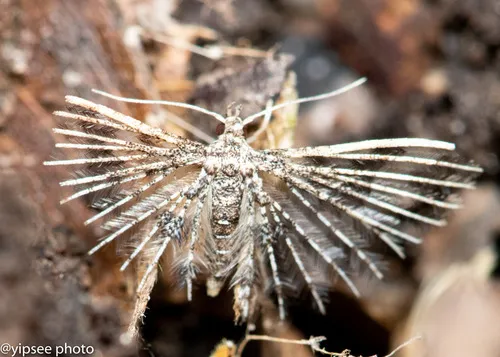 Pterotopteryx spilodesma - photo 2