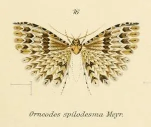 Pterotopteryx spilodesma - photo 3