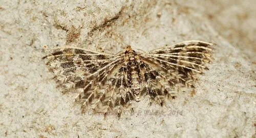 Pterotopteryx spilodesma - photo 4